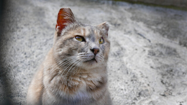 Cat with clipped eartips at Torre Argentina Cat Sanctuary in Rome, Italy. Clipped ears indicate that stray cats have been neutered and vaccinated. It is a safe and humane procedure.