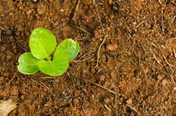 Growing tree shoots shot in aerial view