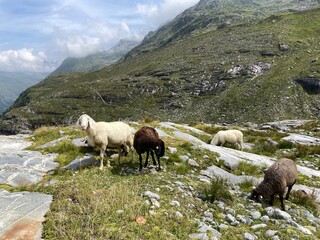 Wanderung Innergschlöß - Felsenkapelle - Schlatenkees - Osttirol