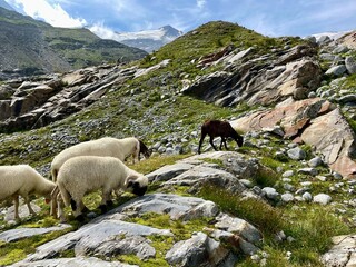 Wanderung Innergschlöß - Felsenkapelle - Schlatenkees - Osttirol