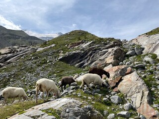 Wanderung Innergschlöß - Felsenkapelle - Schlatenkees - Osttirol