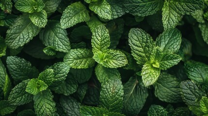 Bright green mint leaves arranged in a lush, vibrant cluster