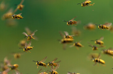 large swarm of dangerous striped stinging insects wasps fly against the background of a green...