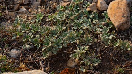 Potentilla cinerea. Rosaceae