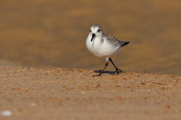 Sanderling