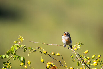A young common whinchat sits on the branch of a rose hip with an open beak toward the camera lens on a sunny summer evening with olive background.