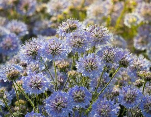 Fototapeta premium Phacelia
