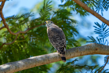 Roadside Hawk (Rupornis magnirostris), Gavião-carijó
