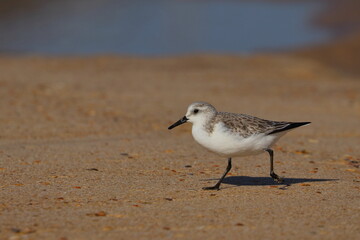 Sanderling