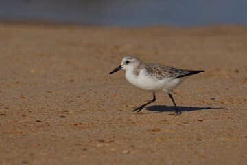 Sanderling