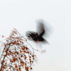 Blurred motion of a black bird taking off from a tree branch with autumn leaves