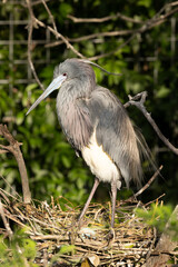 Heron in a tree
