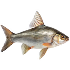 Fototapeta premium fish isolated