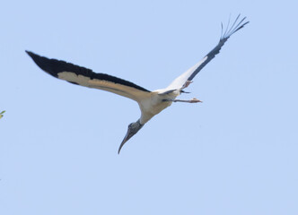 Wood Stork with its wings spread