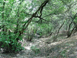 In the thickets of trees growing on the sharp edge of the coastal rocks, you can hardly find a cool shade for rest.