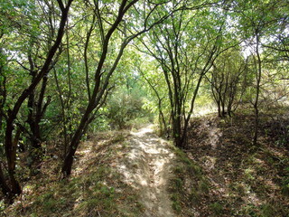 In the thickets of trees growing on the sharp edge of the coastal rocks, you can hardly find a cool shade for rest.