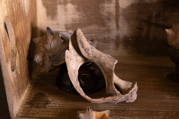 Seashells in a wooden box