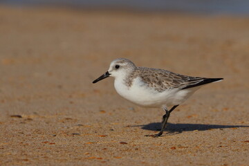 Sanderling