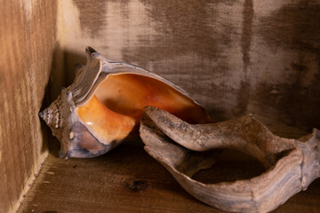 Seashells in a wooden box