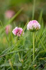 Fototapeta premium Blooming pink clover and ant