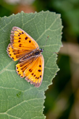 Orange butterfly on a plant leaf