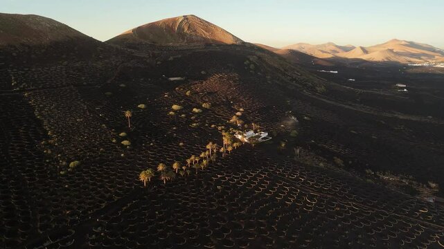 Aerial view of volcanic vines in a beautiful landscape with mountains, La Geria, Spain.