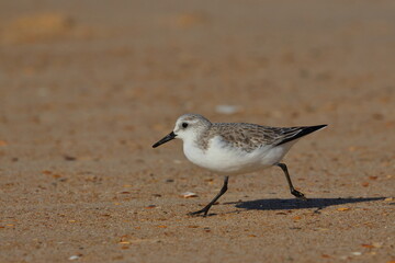 Sanderling