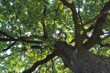 oak tree with green leaves in the forest