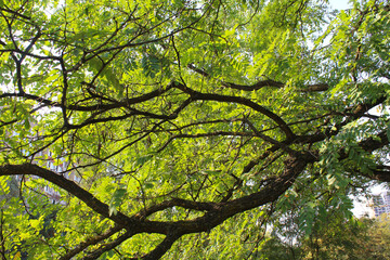 green leaves of the sky, beautiful view of trees in the forest, acacia trees