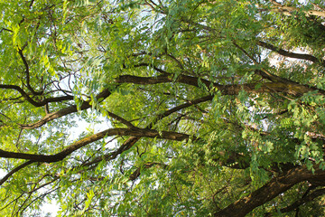 Fototapeta premium leaves in the sun, beautiful view of trees in the forest, acacia trees