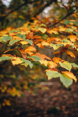 Autumn foliage in yellow and green shades.