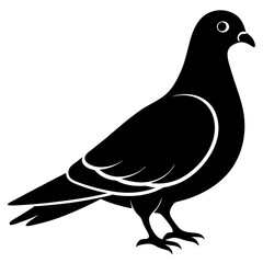 illustration of a pigeon