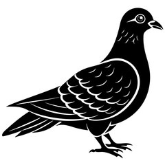 dove isolated on white