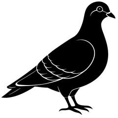 illustration of a pigeon