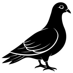 dove isolated on white