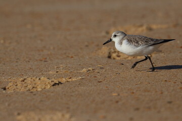 Sanderling