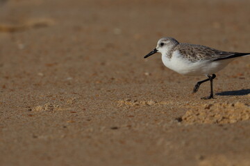 Sanderling