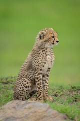 Cheetah cub sits near rock on ridge