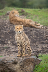 Cheetah cub sits on rock near mother