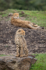 Cheetah cub sits on rock by mother