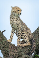 Fototapeta premium Cheetah cub sits in tree turning head