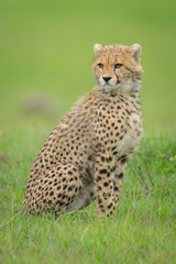 Cheetah cub sits in grass turning round