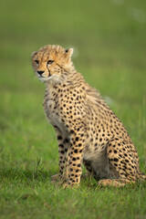 Cheetah cub sits on grass with catchlight
