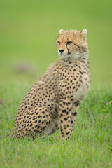 Cheetah cub sat turning head in grass