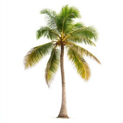 Vector illustration of coconut tree with leaf closeup view
