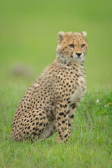 Cheetah cub sat in grass staring ahead