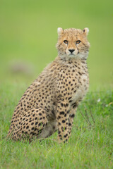 Cheetah cub sat in grass turning head