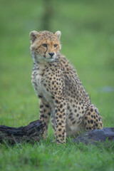 Cheetah cub sits between log and rock