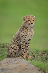 Cheetah cub sits beside rock on ridge