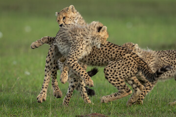Cheetah cub play fights with two siblings
